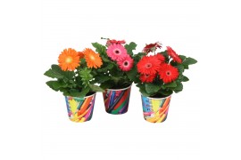 Gerbera mix in paperclip beker