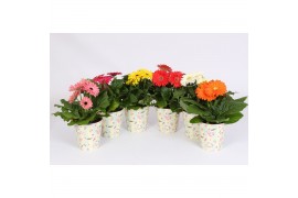 Gerbera mix flower heart cup,