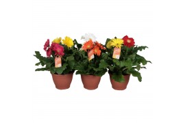 Gerbera mix 3+ patio getoefd carnaval