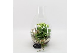 Arrangementen kamerplanten BARM-2506W Basic Romantic terrarium 3 pp