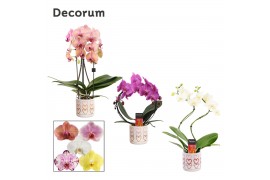 Phalaenopsis mix Phalaenopsis vormen mix 2 tak in Estelle (Craft world