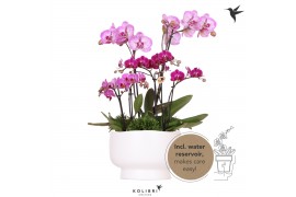 Phalaenopsis Kolibri Field violet 6spike greens 3x6cm in Scandic white