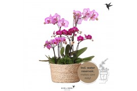 Phalaenopsis Kolibri Field violet 6spike greens 3x6cm in reed basket