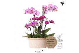 Phalaenopsis Kolibri Field violet 6spike greens 3x6cm in white basket