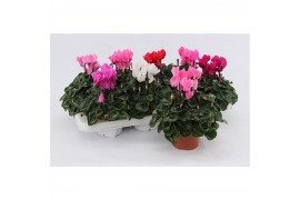 Cyclamen pers. midi super serie allure Cyclaam Midi Mix 22 cm diameter