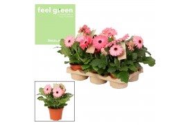 Gerbera flori line roze Feel Green, nature Decorum rose tinten