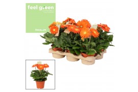 Gerbera flori line oranje Feel Green, nature Decorum oranje tinten