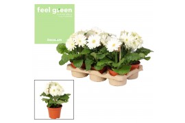 Gerbera flori line wit Feel Green, nature Decorum wit