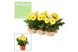 Gerbera flori line geel Feel Green, nature Decorum geel tinten