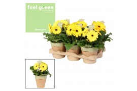 Gerbera flori line geel feel green nature potcover decorum