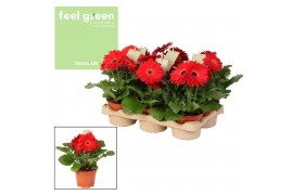 Gerbera flori line rood Feel Green, nature Decorum rood tinten