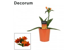 Ornithogalum dubium oranje  in ompot zara decorum