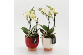 Phalaenopsis PHALRM-2514M Romantic Phalaenopsis 1 pp