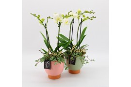 Phalaenopsis PHALRM-2501W M Romantic Phalaenopsis 2 pp