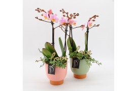 Phalaenopsis PHALRM-2501RZ M Romantic Phalaenopsis 2 pp