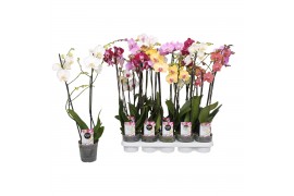 Phalaenopsis mix 2 tak - 12+ bloemen star mix