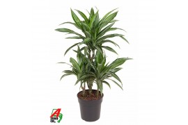 Dracaena fragr. der. ulises 45-carrousel