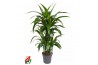 Dracaena fragr. janet craig 45-carrousel