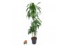 Dracaena fragr. hawaiian sunshine 90-60-30