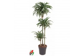 Dracaena fragr. jade jewel 90-60-30