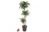 Dracaena fragr. jade jewel 90-60-30