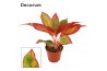 Aglaonema red fire decorum