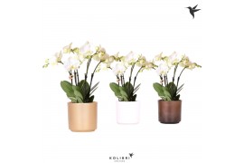 Phalaenopsis wit Kolibri Orchids Jewel Ghent in Simplicity pot mix