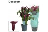 Zantedeschia paco decorum paars