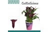 Zantedeschia paco + potcover