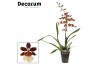 Colmanara orchid 1 tak Bonfire decorum