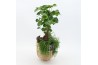 Arrangementen kamerplanten GRCR-2505 Green Essentials 2 pp