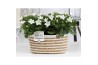 Campanula isoph. atlanta white pure field basket