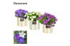 Campanula mix decorum eline