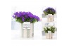 Campanula mix pure eline