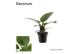 Philodendron imperial green Philodendron Imperial Green P12 (Decorum) 