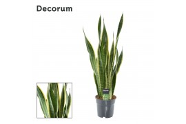 Sansevieria trifasciata laurentii Sansevieria Laurentii XL (Decorum) 3