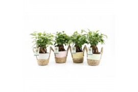 Ficus microcarpa retusa in noah mand pastel