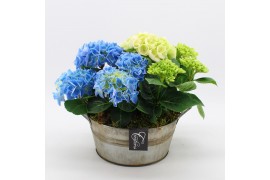 Arrangementen hydrangea KHCR-2510M Hydrangea creatie 2 pp