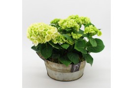 Arrangementen hydrangea KHCR-2510W Hydrangea creatie 2 pp