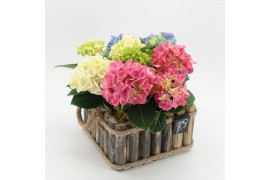 Arrangementen hydrangea KHCR-2515M Hydrangea creatie 3 pp