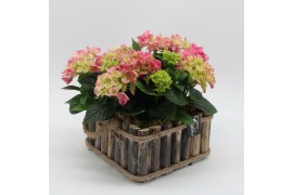 Arrangementen hydrangea KHCR-2515RZ Hydrangea creatie 3 pp