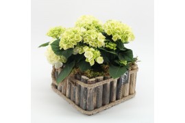 Arrangementen hydrangea KHCR-2515W Hydrangea creatie 3 pp