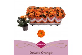 Kalanchoe perfecta orange Kalanchoe Double Deluxe Orange stadium 1 1 p