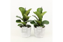 Ficus lyrata in stone look pot