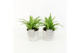 Chlorophytum lemon in stone look pot