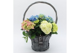 Arrangementen hydrangea KHCR-2507 Hydrangea creatie 3 pp