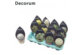 Cactus mix 12 soorten(Decorum)