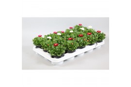 Bellis perennis rusher mix