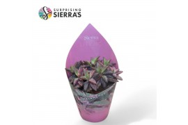 Kalanchoe daigremontiana Sierras® - Kalanchoe Daigremontiana Pink 1 pp