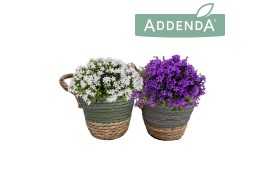 Campanula ambella mix addenda in hangup mand